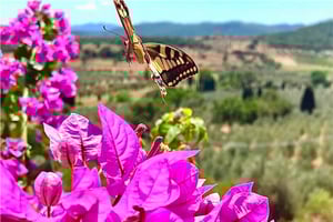 Dettaglio fiori e vista Poggio al Coniglio
