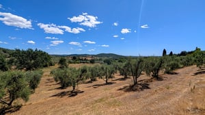 Poggio-al-Coniglio---Uliveto-della-Villa