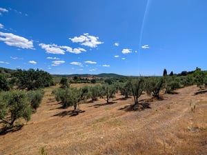 Uliveto