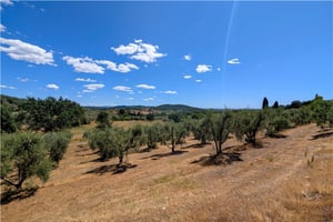 Uliveto Poggio al Coniglio
