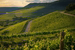 beautiful-view-vineyard-green-hills-sunset