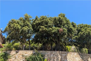Esterno dettaglio alberi Poggio al Coniglio