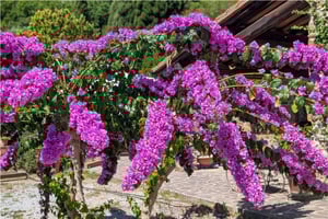 dettaglio fiori Poggio al Coniglio