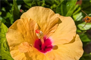 dettaglio fiore Poggio al Coniglio